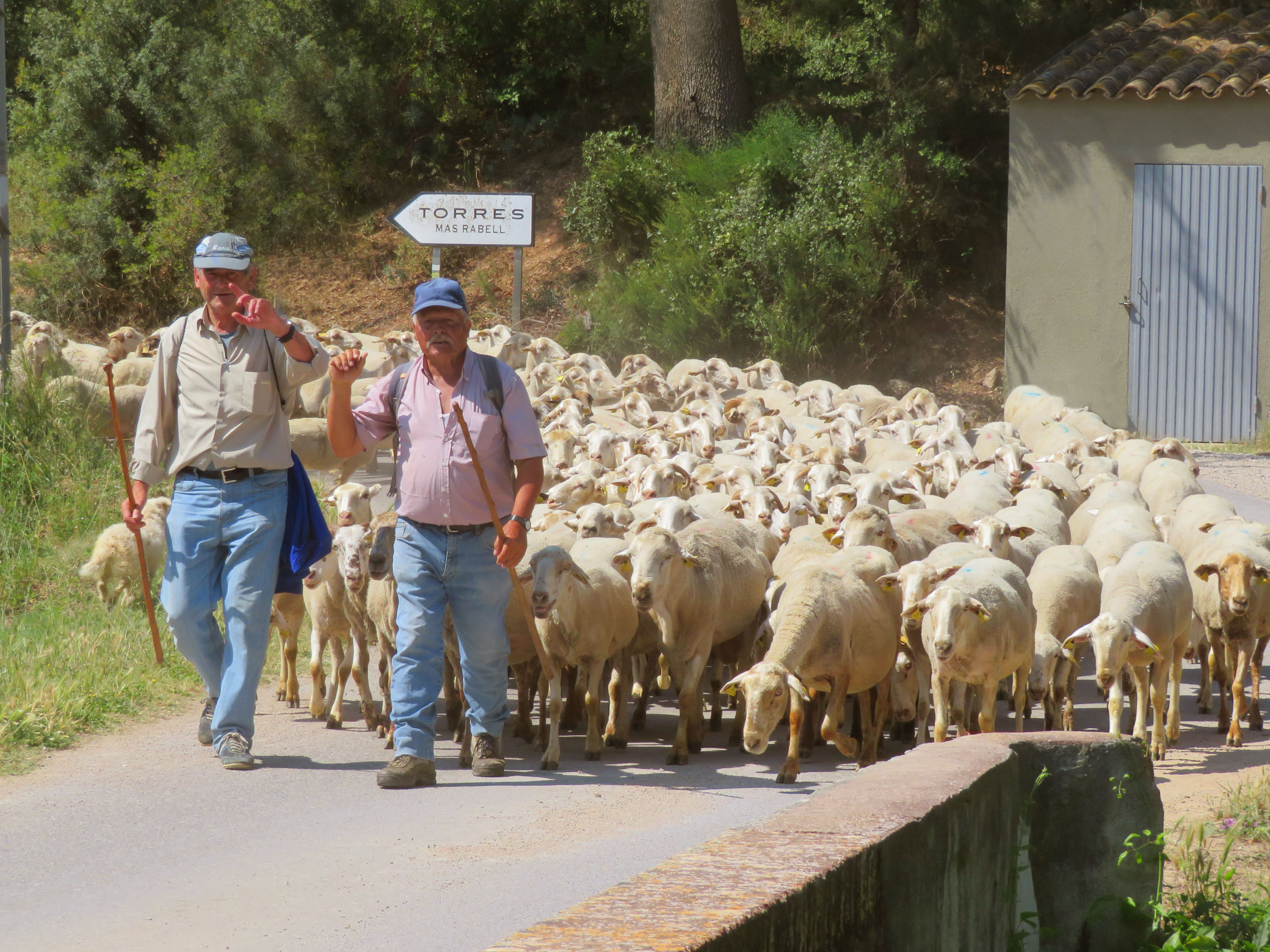 schapen op landweg in de Penedes